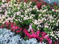 Garden Flowers
