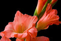 Gladiolus