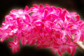 Hyacinth