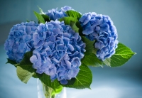 Hydrangea