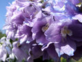 Larkspur