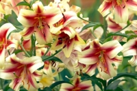 Stargazer Lilies