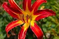 Day Lily
