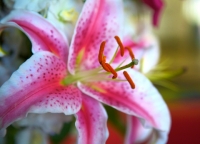 Lily - Stargazer