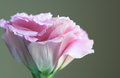 Lisianthus