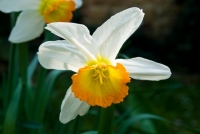 Narcissus