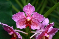 Orchid