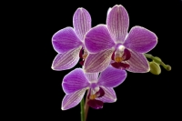 Orchid