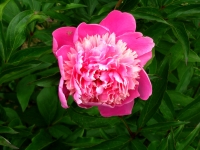 Pink Peony
