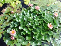 Water Lily