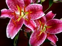 Stargazer Lily