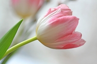 Pink Tulip