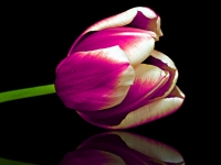 Tulip