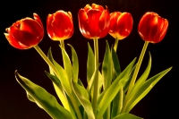 Tulips