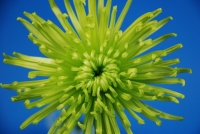 Spider Mum